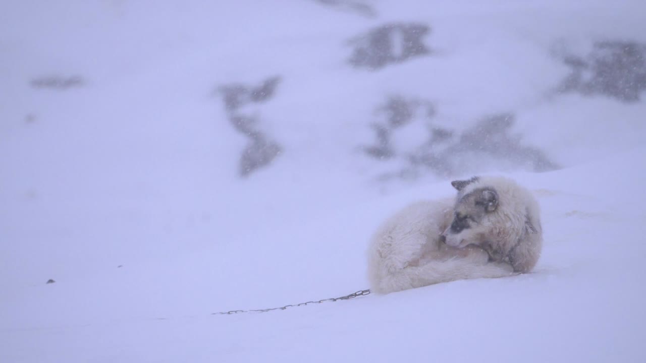 video en cámara lenta de un solo perro de trineo acurrucado contra una tormenta de nieve en las afueras de la ciudad de ilulissat, groenlandia