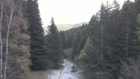 travelling-in-a-pyrenees-forest