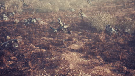 dry-grass-and-rocks-landscape