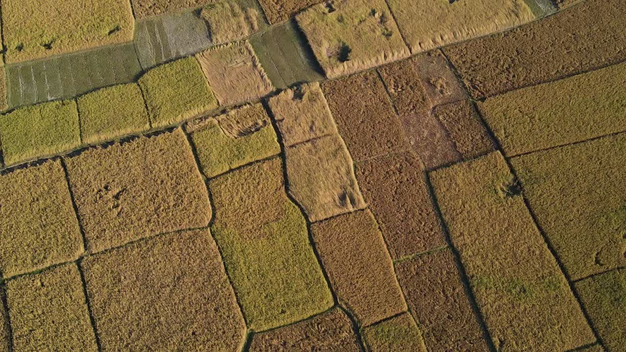 toma aérea cinematográfica de arrozales maduros listos para la cosecha, bangladesh