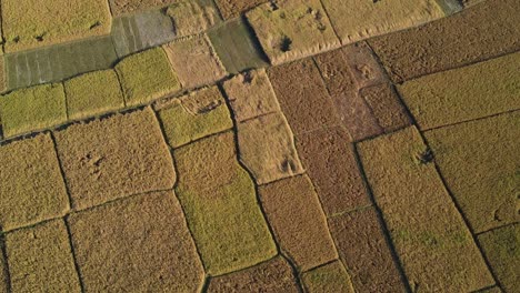 cinematic aerial shot of ripe rice paddy fields ready for harvest, bangladesh