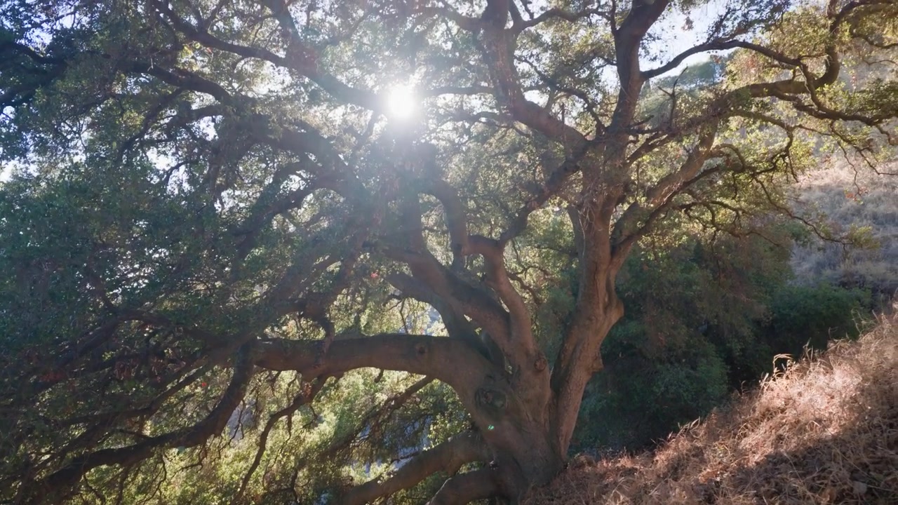 Movimento fluido di pan e tilt che rivela un maestoso albero secolare in un sereno contesto naturale sul Monte Drago in California