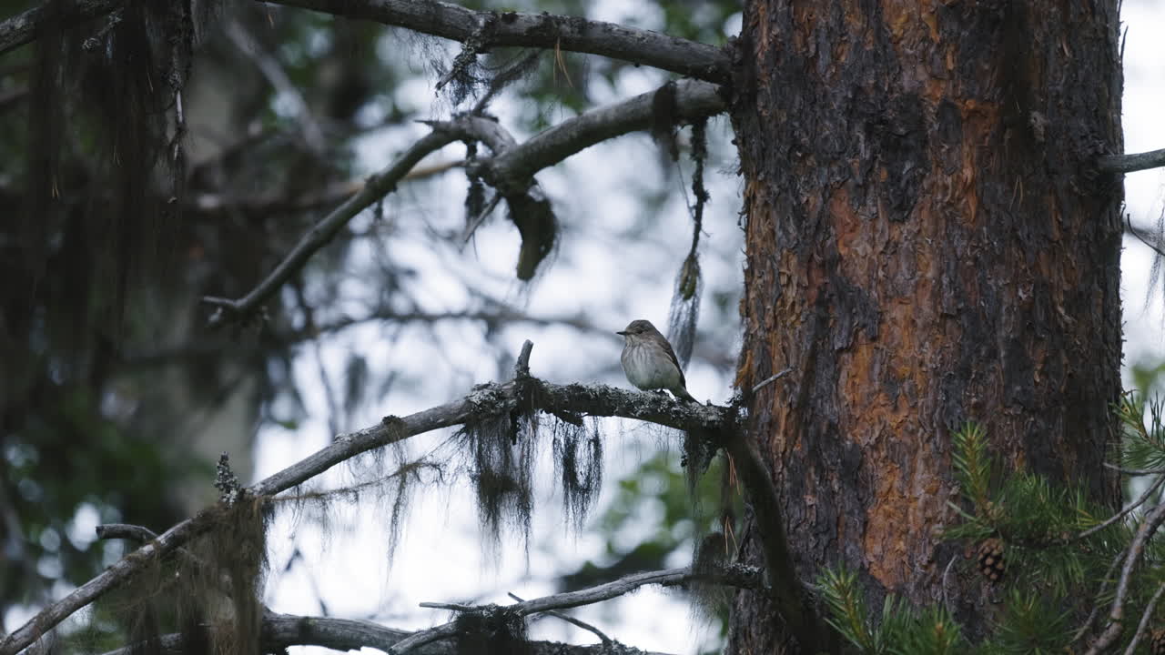 closeview de un whitethroat menor encaramado en la rama de pino en el bosque sueco