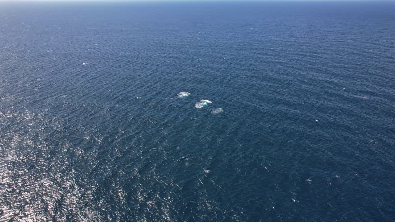 Humpback Whales Swim In The Ocean In New South Wales, Australia - aerial shot