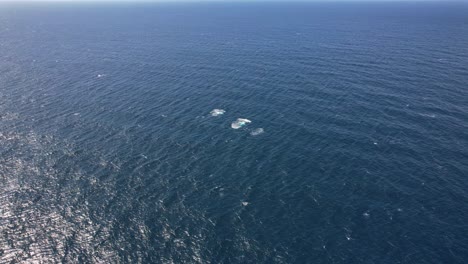Buckelwale-Schwimmen-Im-Meer-In-New-South-Wales,-Australien-–-Luftaufnahme