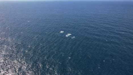 humpback whales swim in the ocean in new south wales, australia - aerial shot