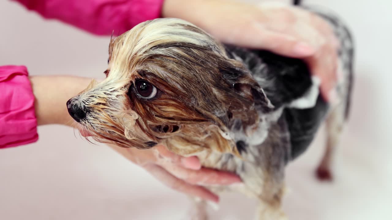 una mujer bañando a un yorkshire terrier