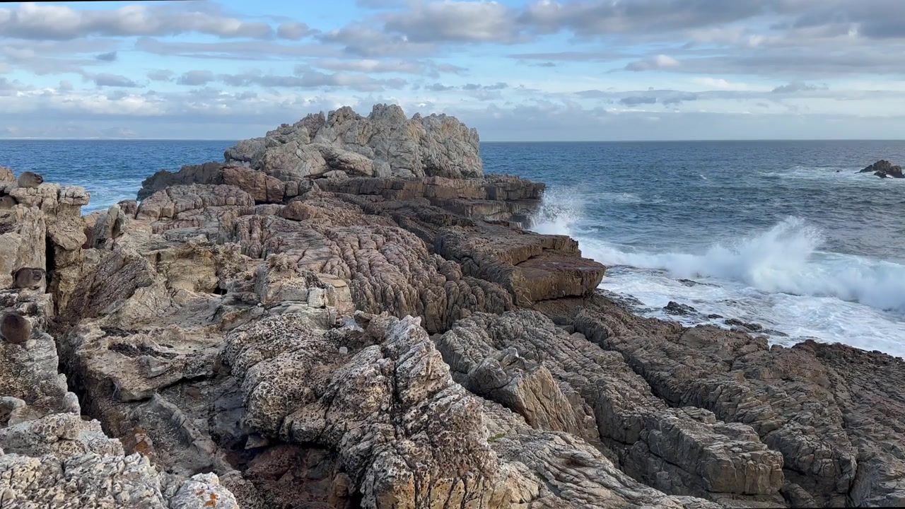 Procavie delle rocce (Procavia capensis) ben mimetizzate che riposano su una costa rocciosa, poi fuggono. Hermanus, Sudafrica