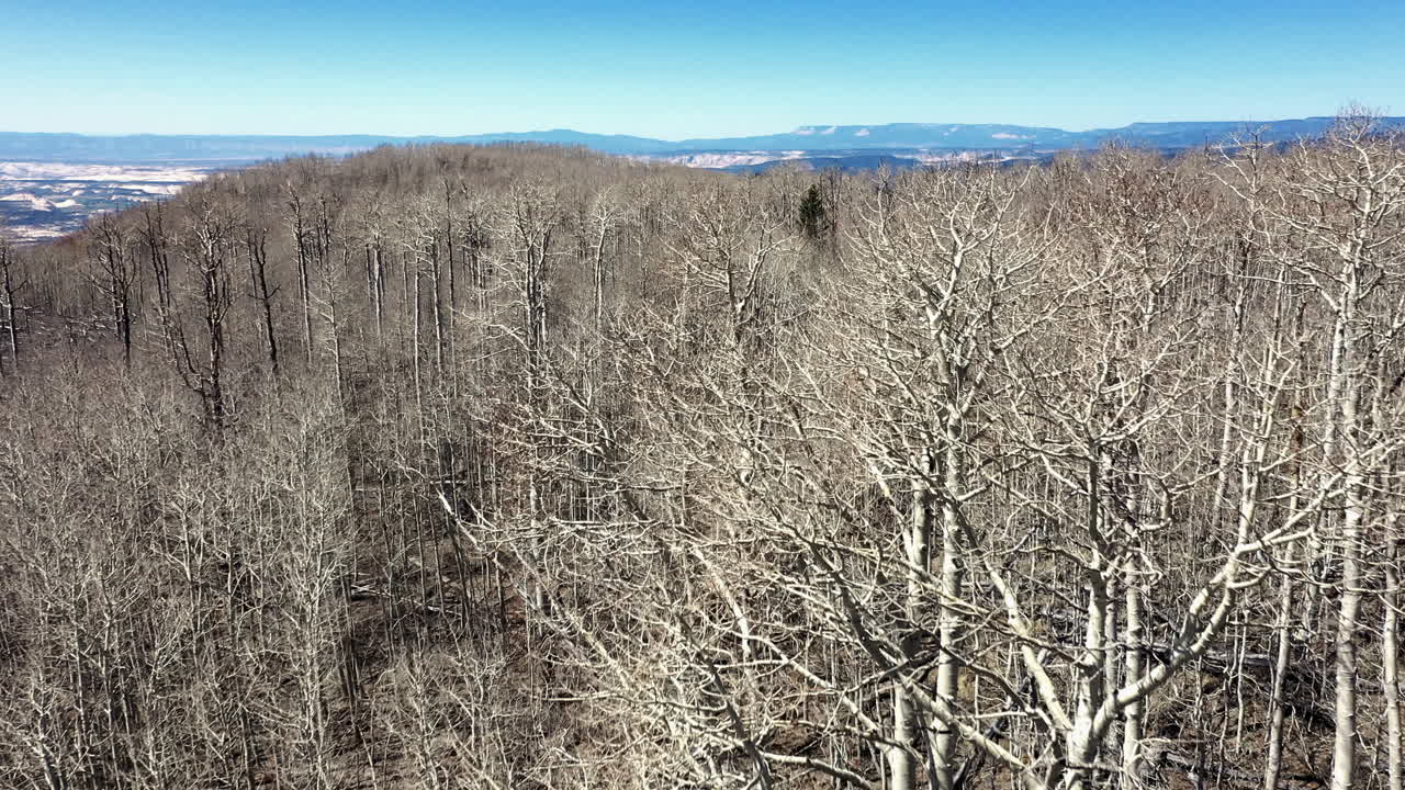 미국 유타주 딕시 국유림에 있는 벌거벗은 아스펜 숲의 공중 전망
