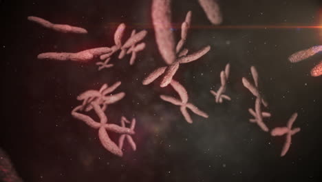 animation of moving chromosomes