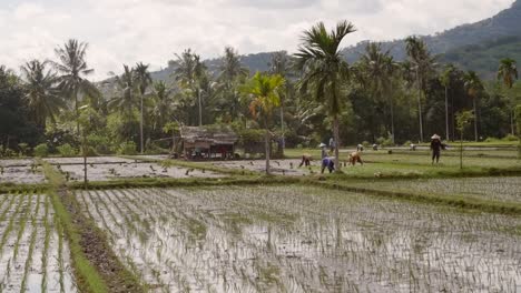 workers in an indonesian rice paddy