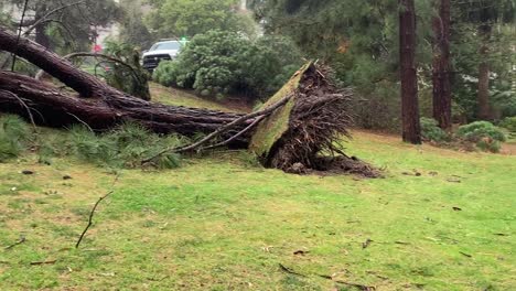 La-Tormenta-Derriba-Un-Gran-árbol-Sobre-Un-Automóvil