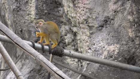 mono ardilla primate comiendo mandarina en una rama de árbol de bambú en el zoológico