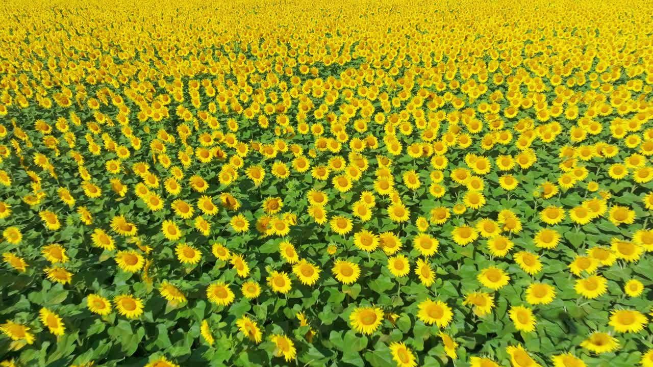 Campo coperto da molti girasoli in estate - Ripresa aerea con drone.