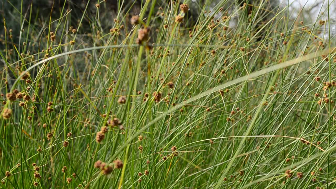 Shooting of a grass in the summer, in the morning. High grass, hot day