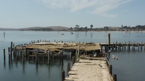 aerial video of old abandoned dock with birds flying past in northern california bodega bay