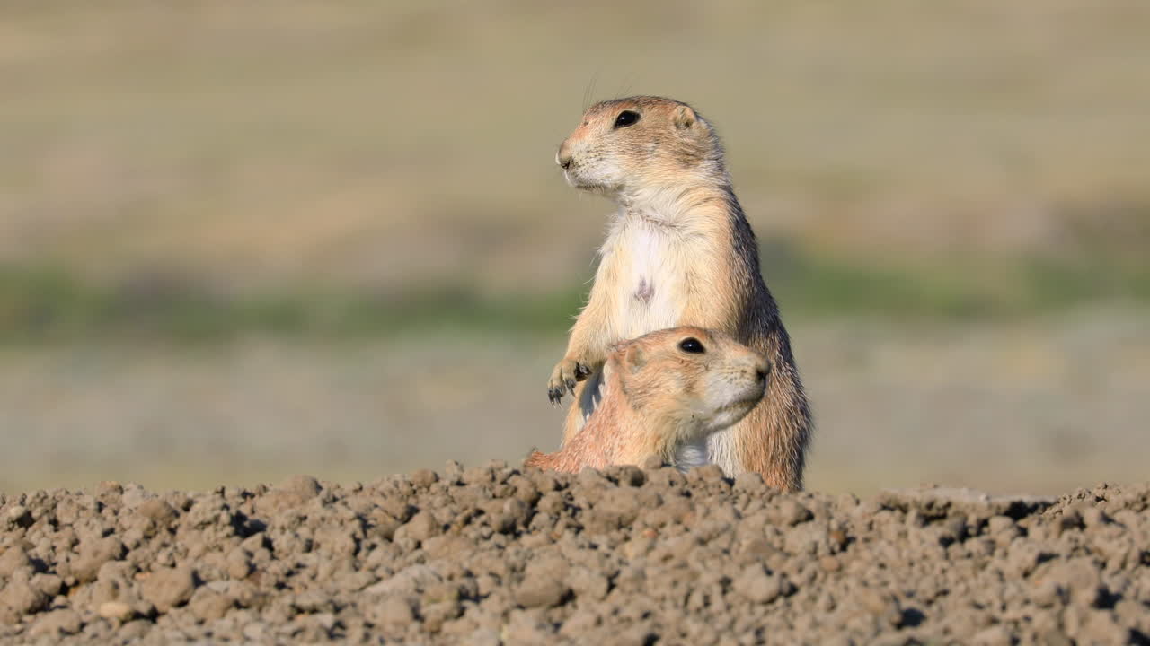Two Black Tailed Prairie Dog Standing Upright