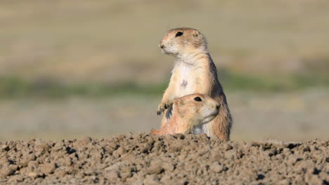 two black tailed prairie dog standing upright