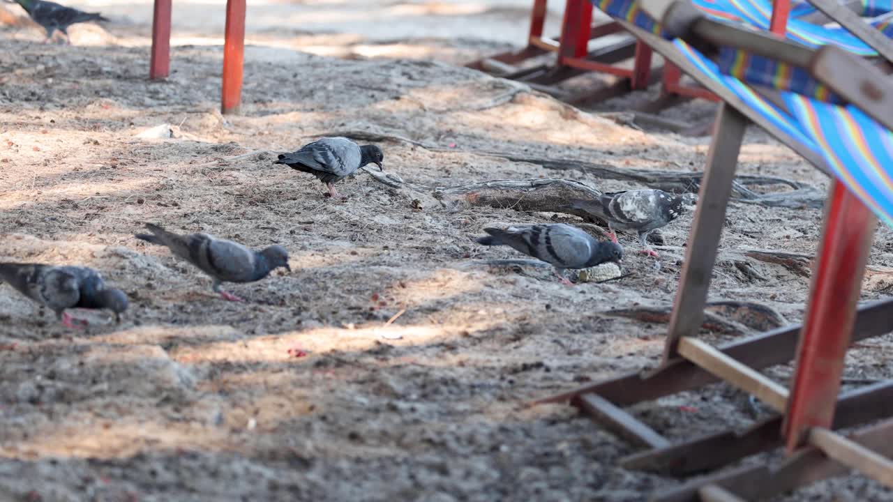 Multiple pigeons pecking ground for food