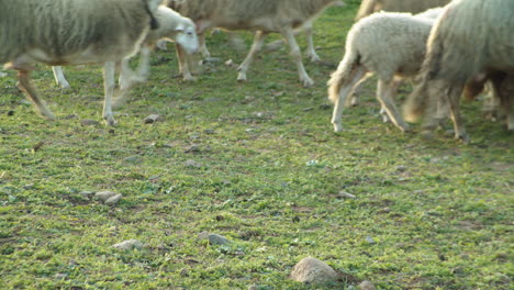 Schafherde-Geht-An-Einem-Sonnigen-Tag-Auf-Gras,-Man-Schaut-In-Die-Kamera,-Statisch