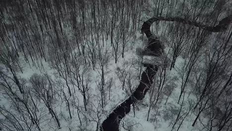 drone footage of trees