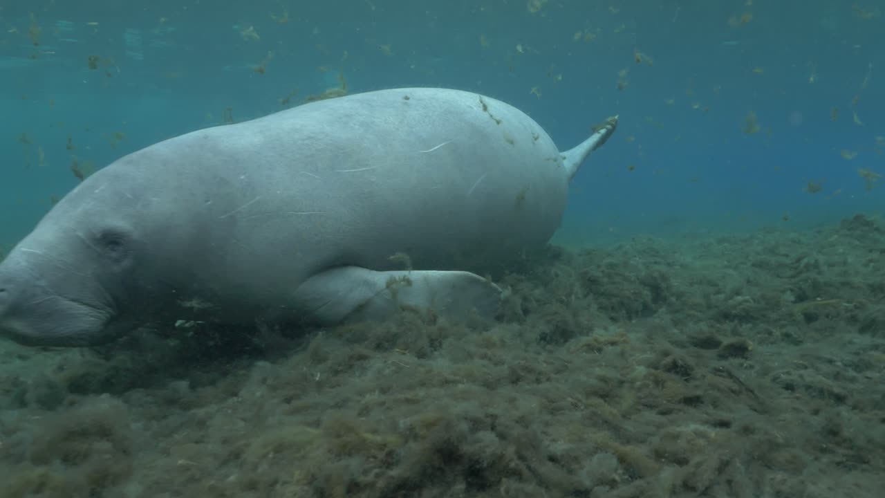 Underwater view of a manatee grazing on seagrass in clear shallow water