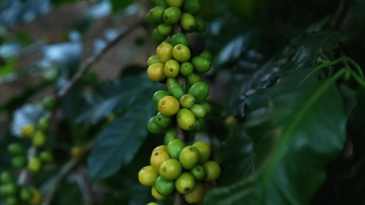 Green and yellow fruits in garden