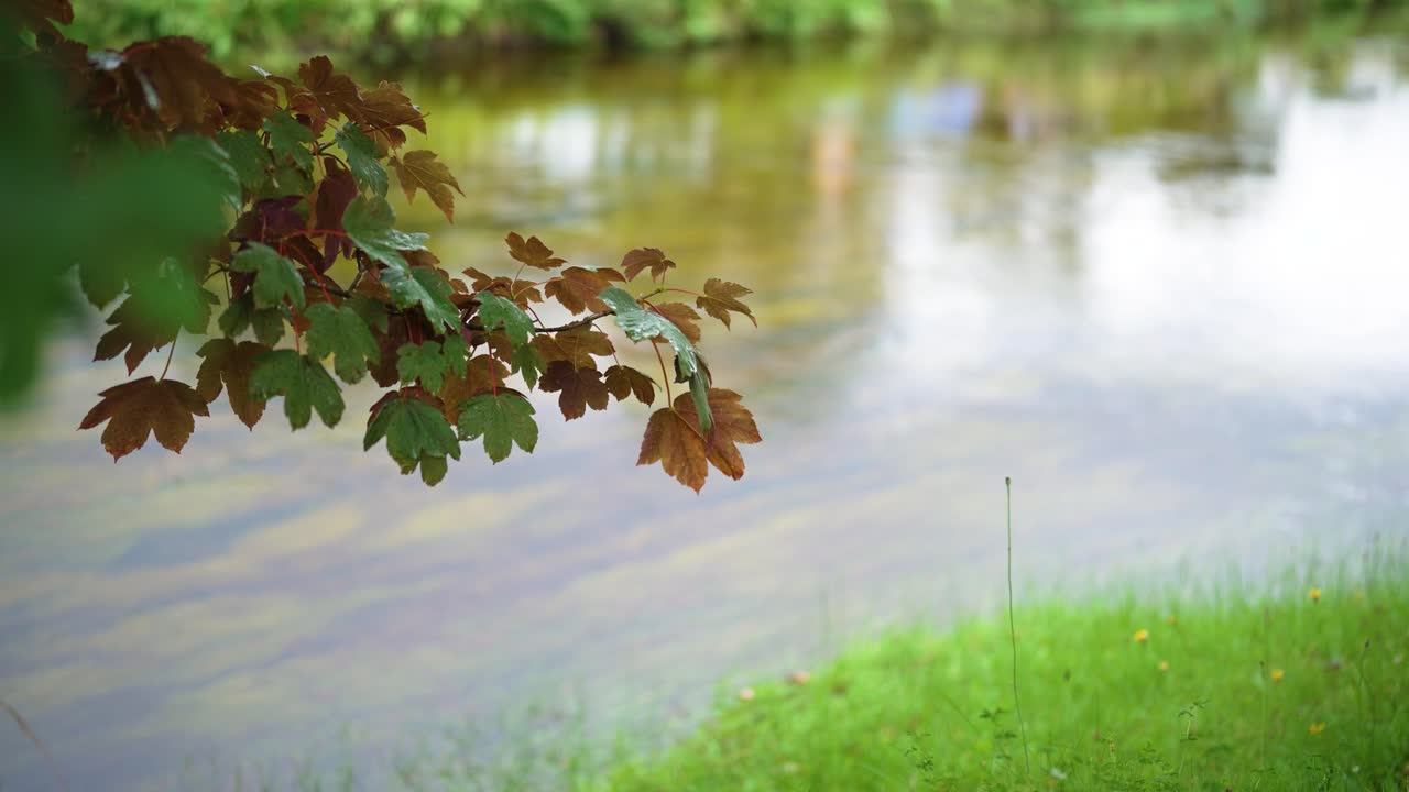 Red and green leaves are in sharp focus against the soft, blurry background of a gently flowing river in Ireland. A perfect clip for relaxation, meditation, or wellness themes