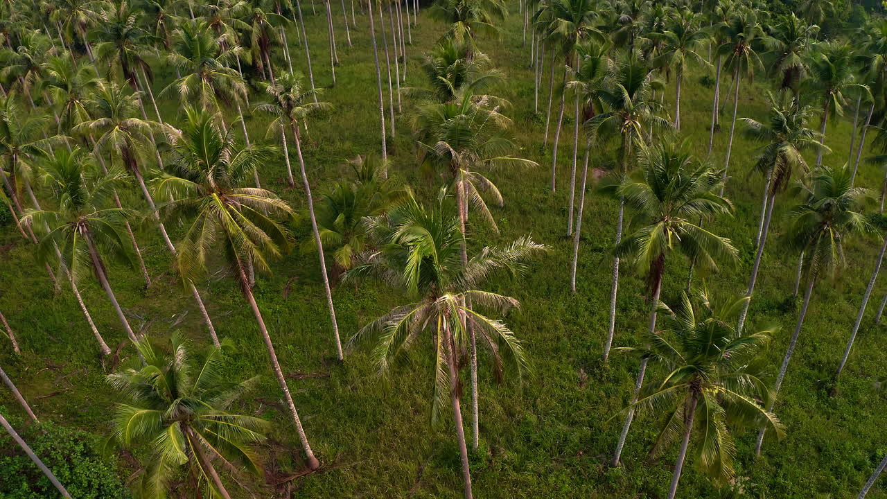 paisaje de la selva de altas palmeras con hojas verdes en tailandia
