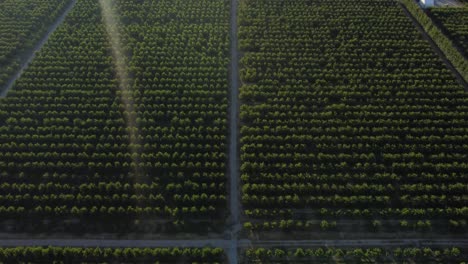 Drone-views-of-cherry-orchards-in-Cromwell,-Otago,-New-Zealand