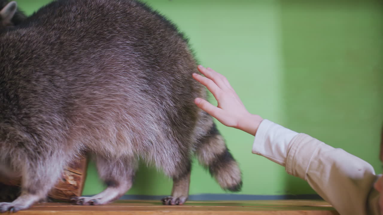 Child gently reaches raccoon inside enclosure, curious masked mammal explores wooden shelf with striped tail and soft fur, boy hesitates while offering cautious touch, green backdrop and zoo exhibit