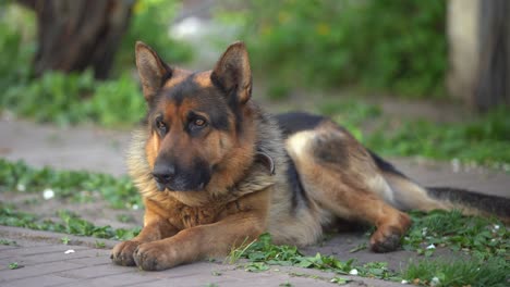 close-up of a german shepherd with intelligent eyes and protruding tongue.