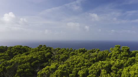 drone footage of endemic vegetation revealing a fall and the atlantic ocean in the background in sao jorge island, azores, portugal