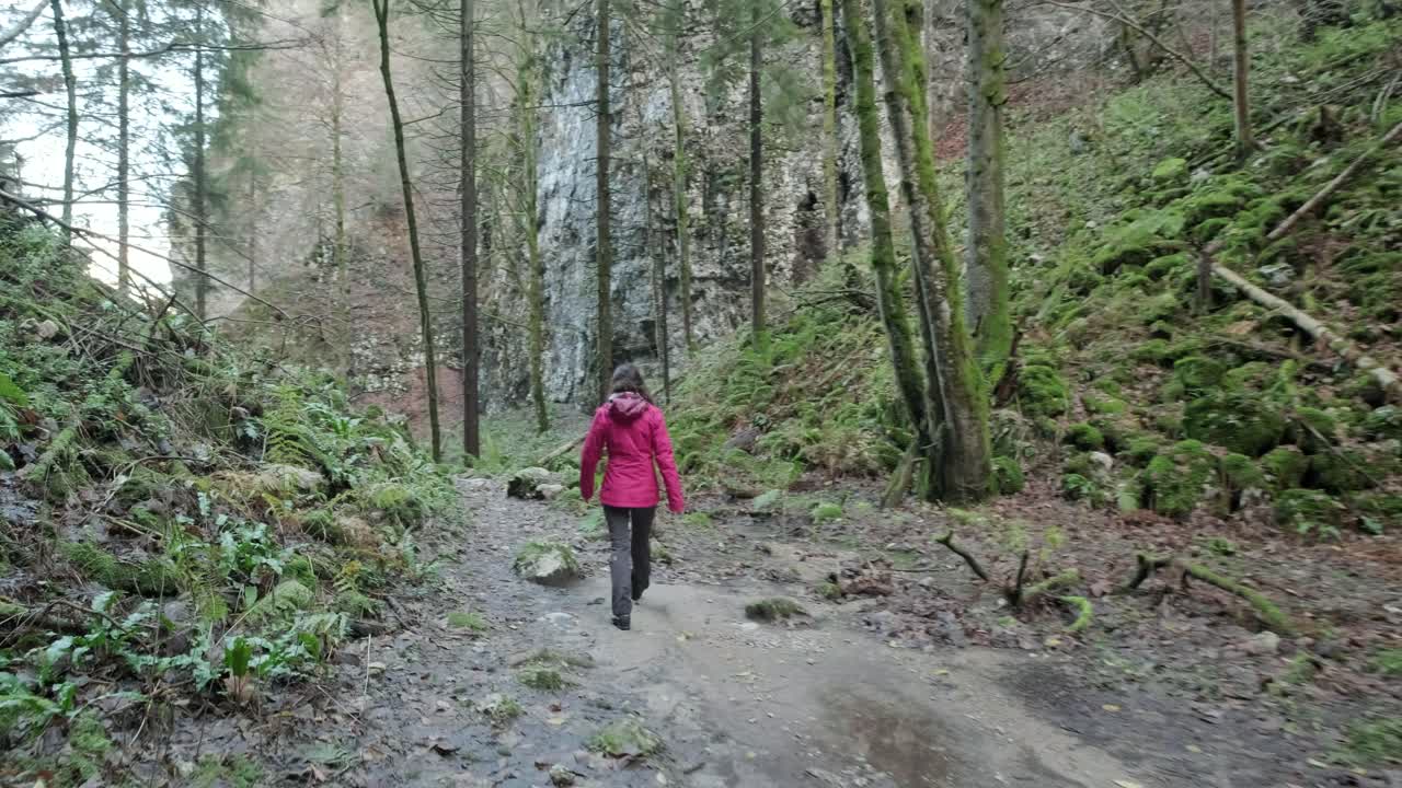 Walking behind a lady walking through a forest. Pokljuka Gorge in Slovenia Triglav National Park