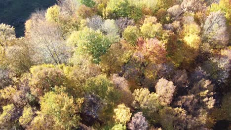 Aerial-view-of-a-orange-colored-forest-on-autumn-season