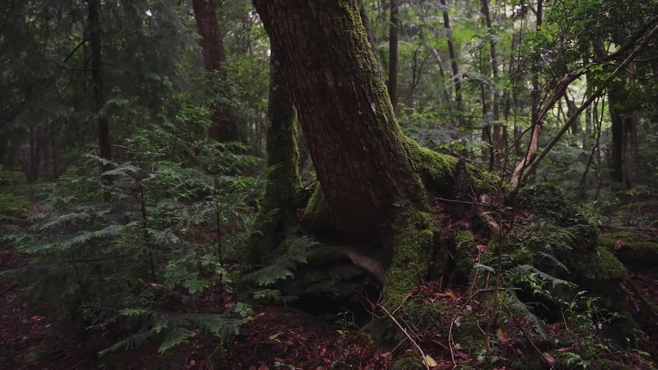 aokigahara jukai, escena boscosa oscura del bosque suicida japonés