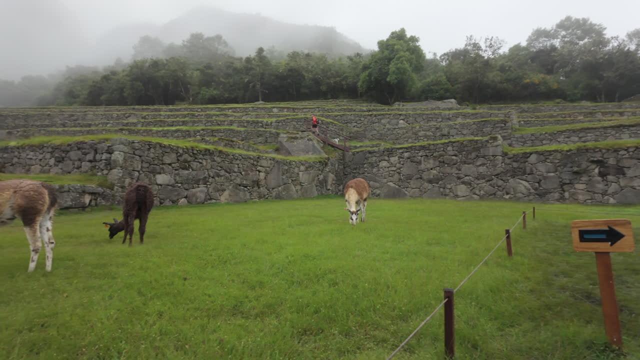 Video al rallentatore di lama e alpaca al pascolo sui terrazzamenti verdi di Machu Picchu, Perù