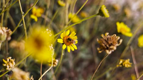 bright yellow and black honey bee pollinating a yellow daisy with other daisies blurred in the foreground and background