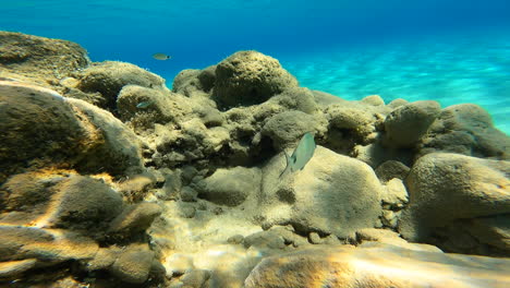 Underwater-view-of-a-coral-in-greece,-the-action-cam-follows-a-small-fish