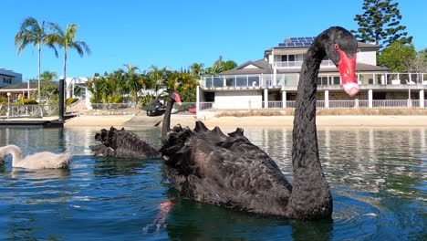 black swans and cygnets glide across calm waters