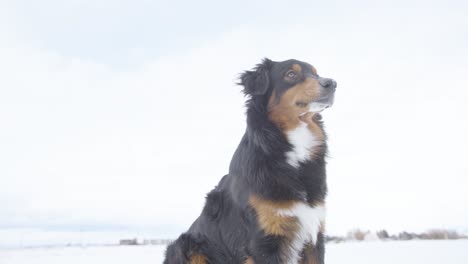 australian shepherd in the snow, 4k, 120 fps