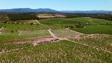 Reberziehungskonzept,-Vom-Kopf-Erzogene-Reben-Im-Weinberg-Im-Sommer