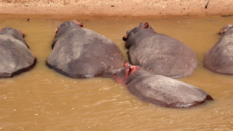 a group of hippopotamus immersed in water at maasai mara national reserve, kenya, east africa