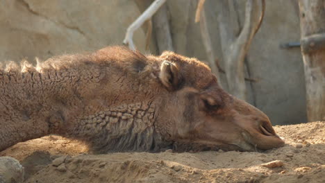 camello durmiendo en el suelo suave vista de cerca en el zoológico de san diego, california, ee.uu.