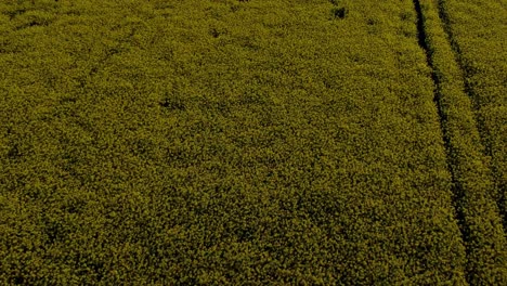 Aerial-view-Birdseye-over-colourful-bright-golden-yellow-rapeseed-biodiesel-field-at-sunrise