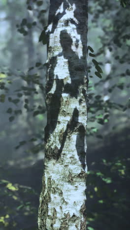 árbol de abedul en el bosque de niebla