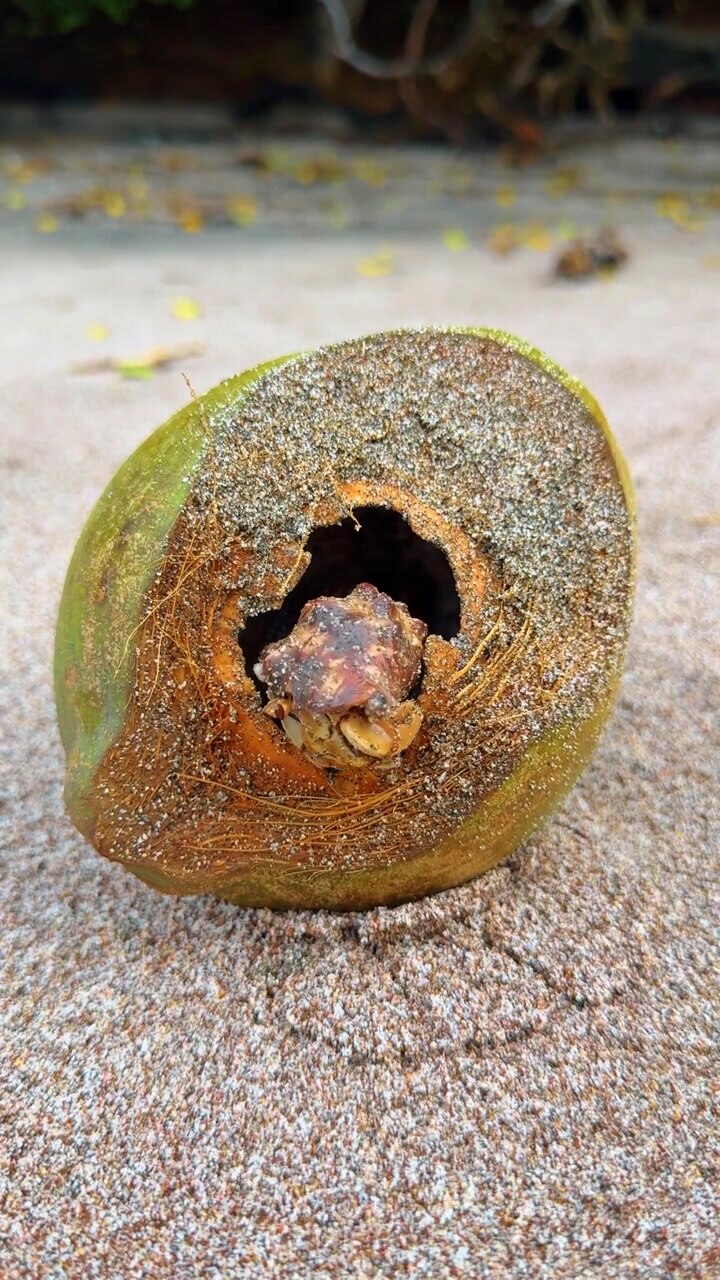 Hermit crab inside split coconut on sandy beach. Close view shows orange claws and legs among fibers and grains, with pale shore and shaded vegetation behind.