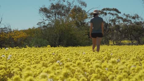 Mujer-Joven-Camina-A-Través-De-Un-Prado-De-Flores-Silvestres-Eternas-De-Pompones-Oscilantes-En-Cámara-Lenta-Del-Parque-De-Conservación-De-Coalseam