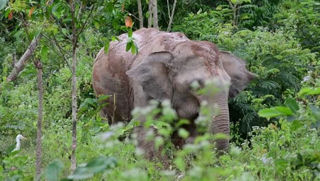 Los-Elefantes-Asiáticos-Son-Especies-En-Peligro-De-Extinción-Y-También-Son-Residentes-De-Tailandia