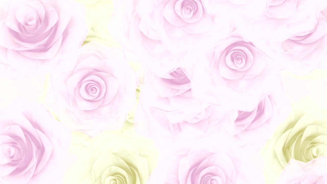 Big pink and white rose buds fall down, loop bg